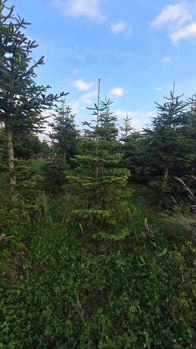 jodła kaukaska 1.70-2.50 świerki choinki