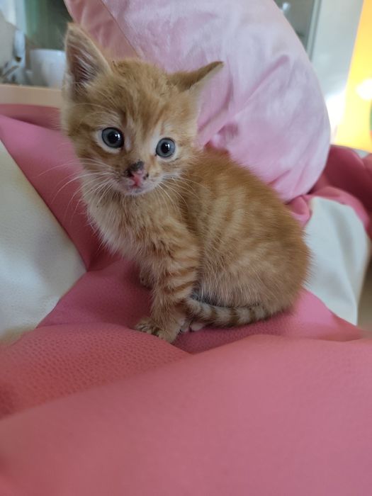 Oddam rudego kociaka