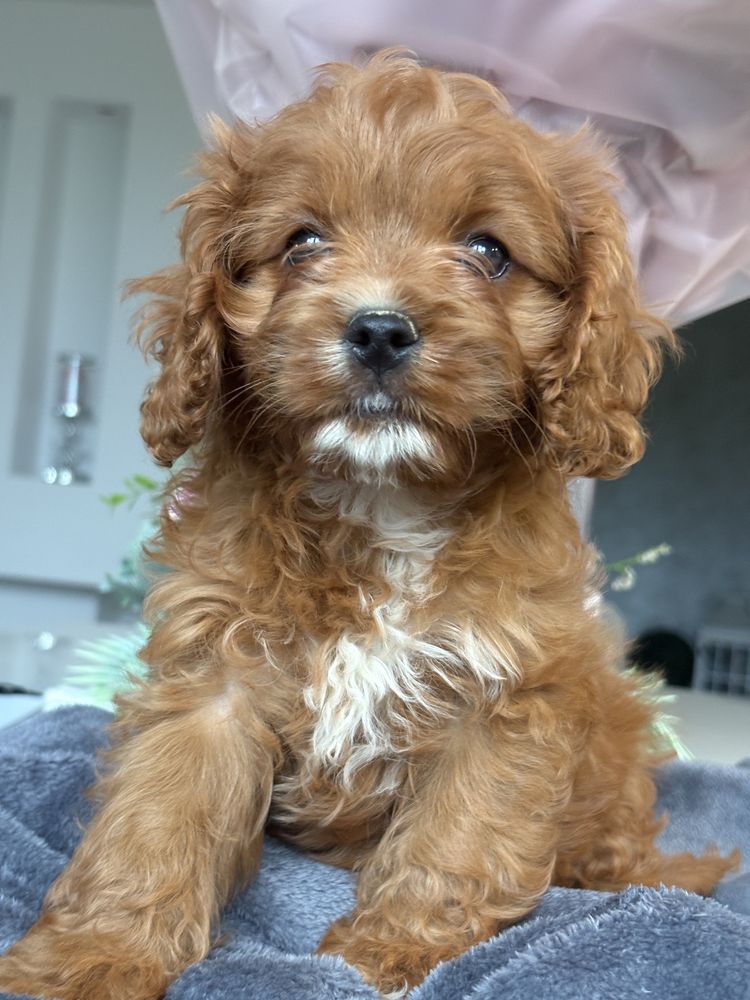 Cavapoo piesek  red