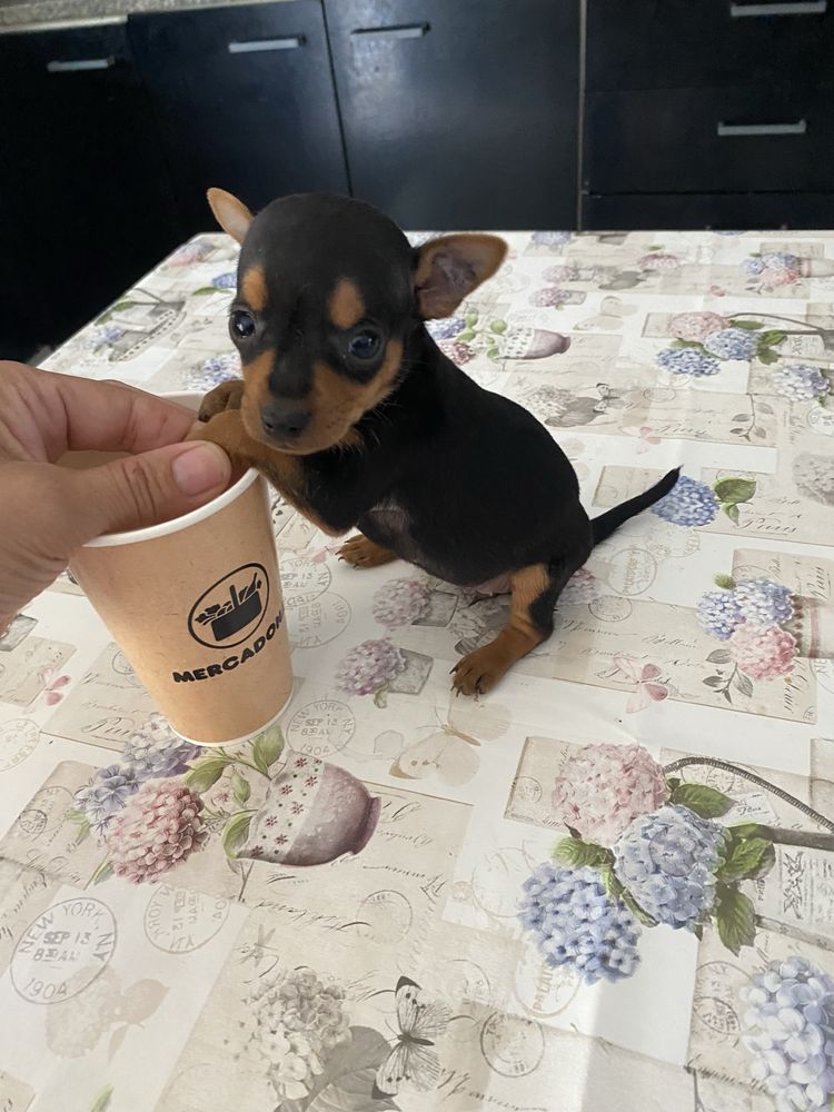 Pincher miniatura com dois meses