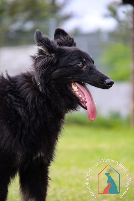 Noli 65/24 - SZUKA DOMU!