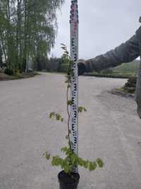 GRAB - Carpinus betulus Co2 litry (50 - 100cm)