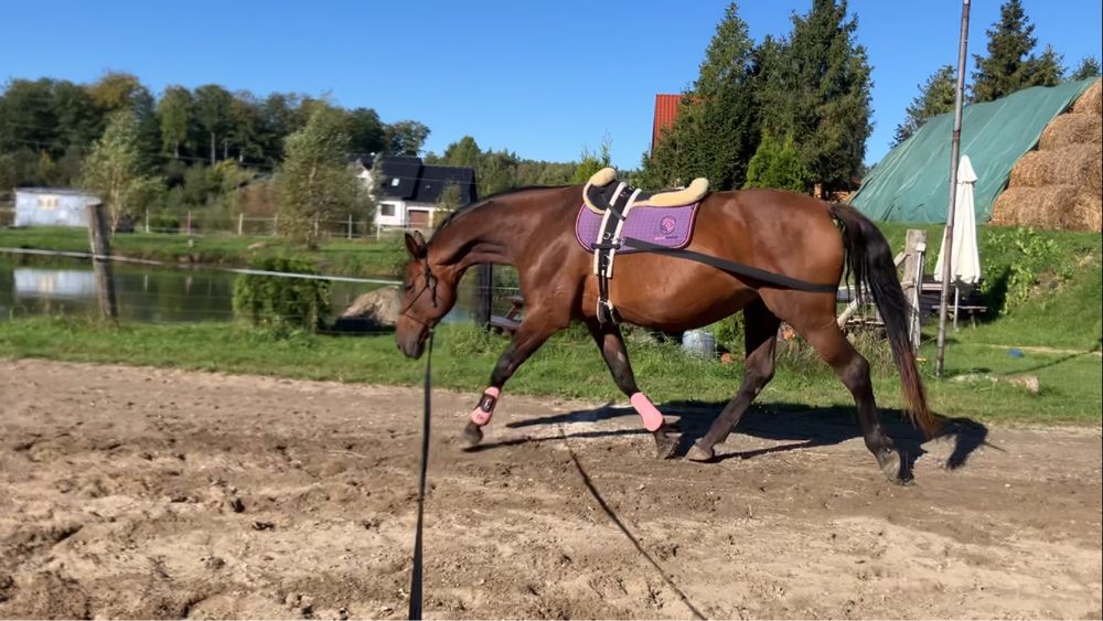 Pas za zad do pracy na lonzy