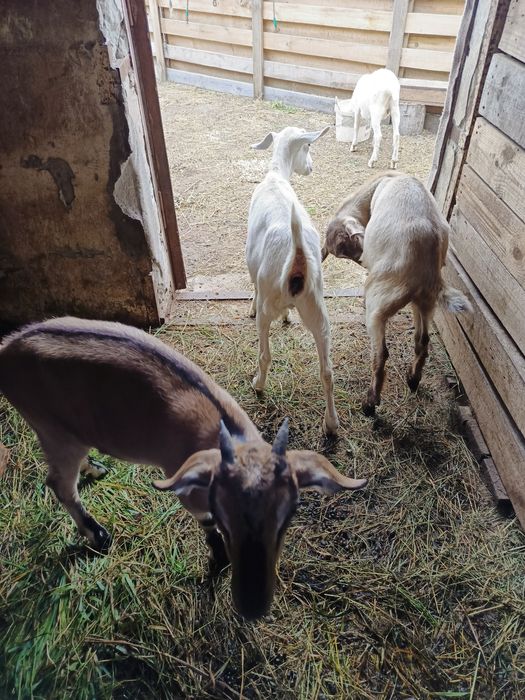 Продаються дойні кози, недорого
