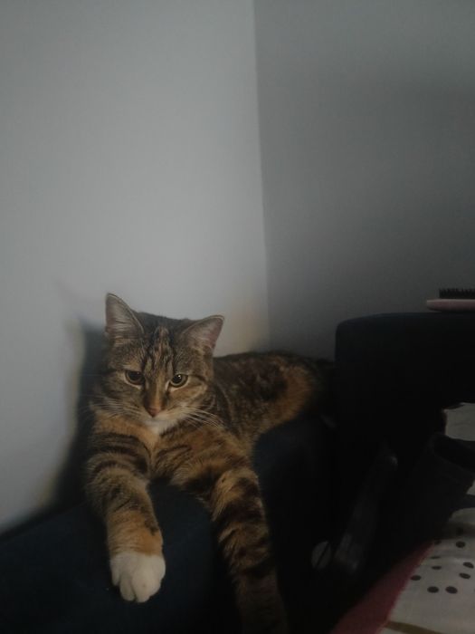 Oddam kotkę 2 letnią.