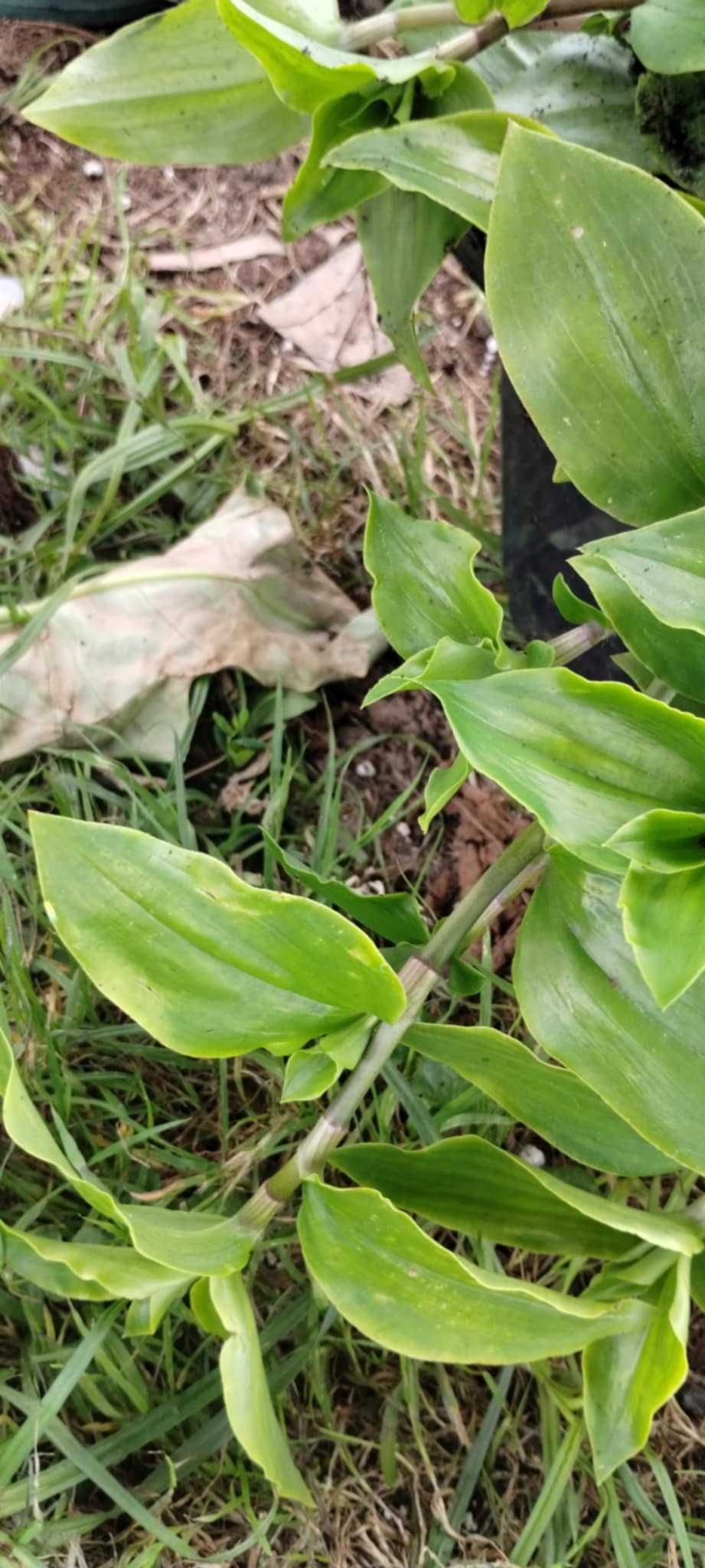 zestaw trzykrotki(fluminesis i piegusek) i koleus