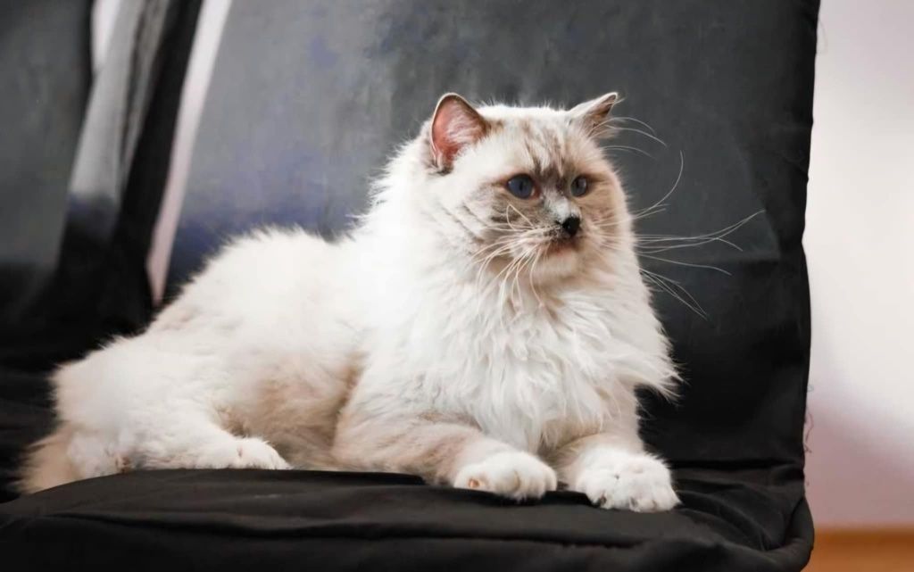 Kocurek Ragdoll Colorpoint