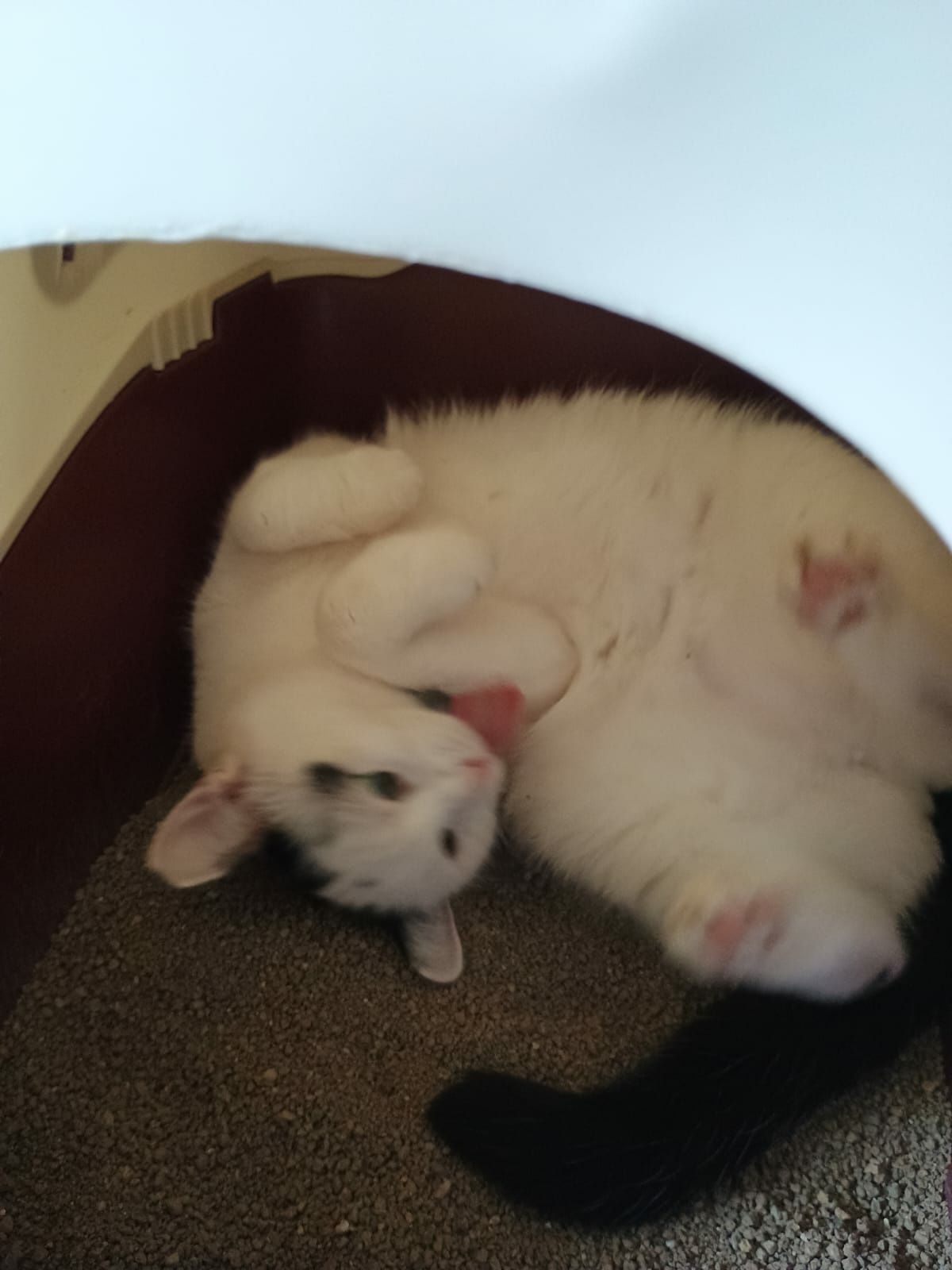 Kocurek do adopcji