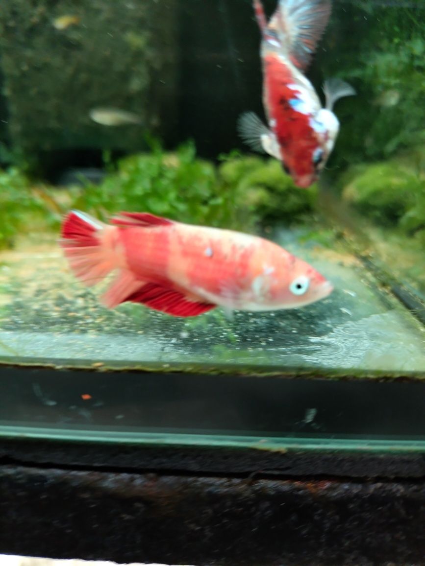 Bojownik koi  od Neon Zoo