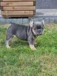 Buldog Francuski śliczna suczka Blue Tan