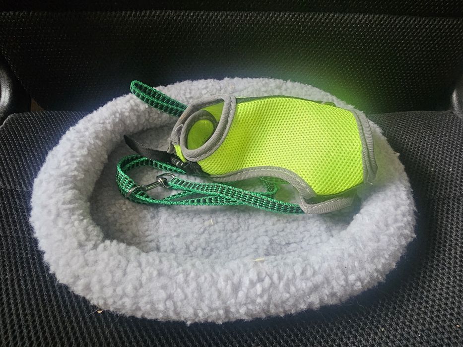 Królik miniaturka