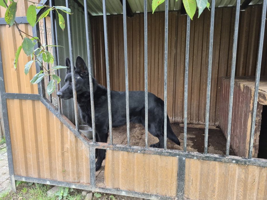 Продам німецьку вівчарку