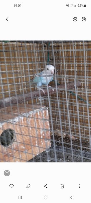 Para cedência casal