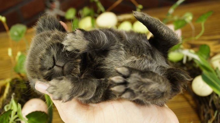 Mini lop mały baranek karzełek zarejestrowana hodowla Poznań Teddy