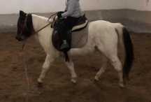 Ponei manso montado
