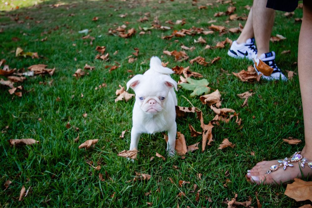 Lindo menino PUG PINK