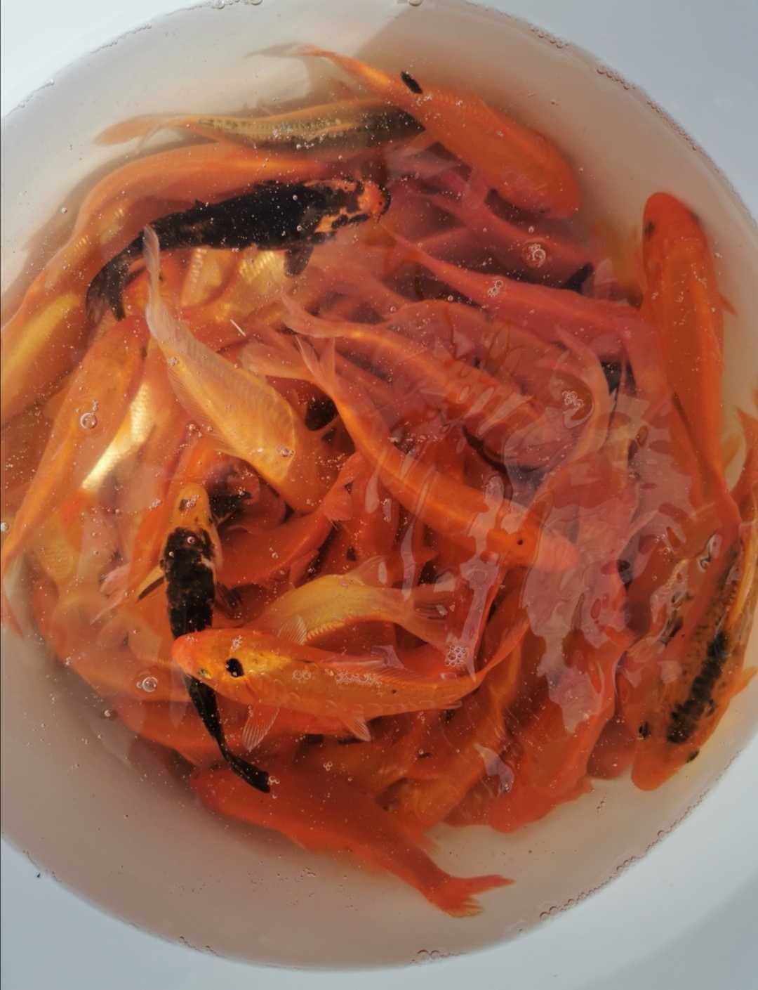 Ryby do stawów oczek wodnych karp karaś lin sum jesiotr sandacz orfa