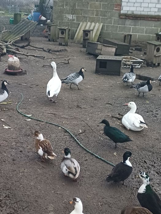 Śnieżyca duża para lęgowa