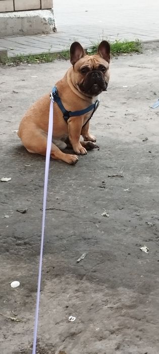 Вязка французского бульдога