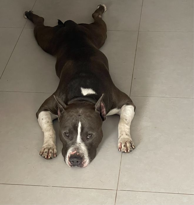 Амстафф голубий для вязки