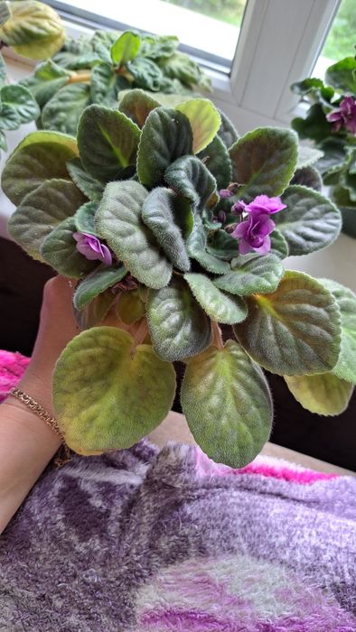 Фіалка, кімнатні рослини, фиалочки