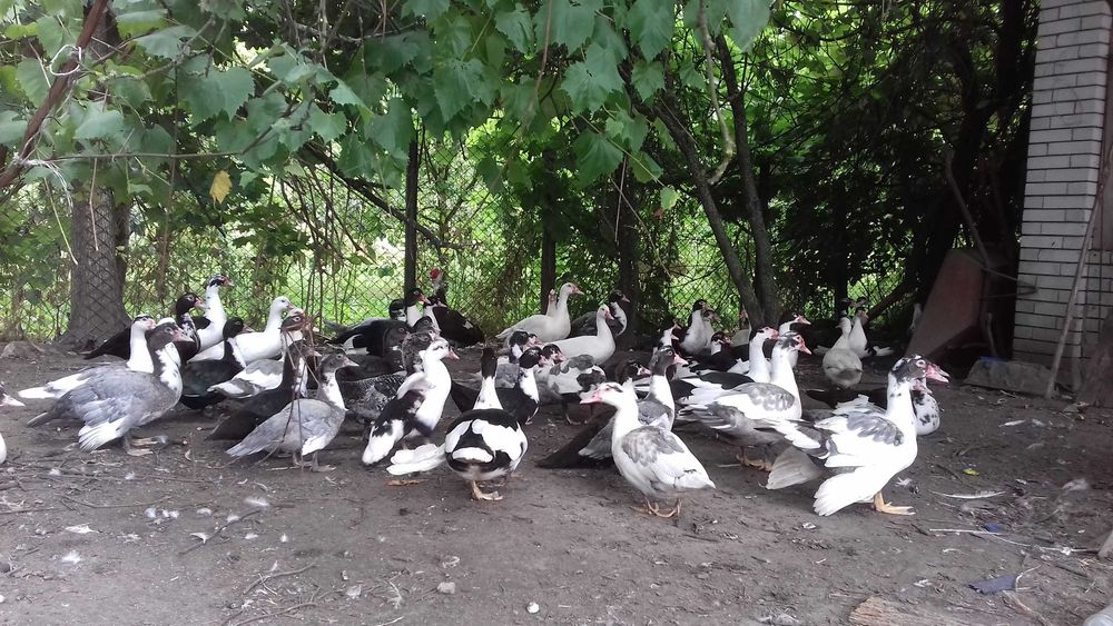 Kaczki staropolskie od rolnika