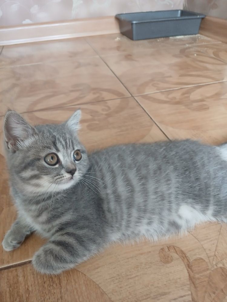 Кішечка скотіш фолд