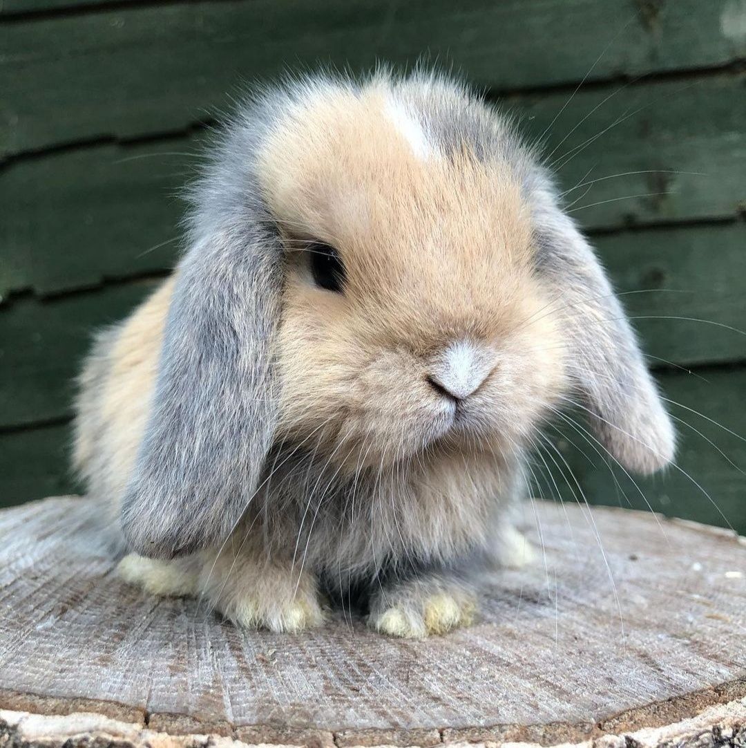 KIT Coelhos anões orelhudos, mini lop adoráveis e muito dóceis