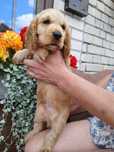 Cocker Spaniel Angielski