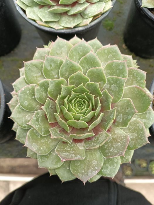 Rojnik Big Sam pakiet x 3 M