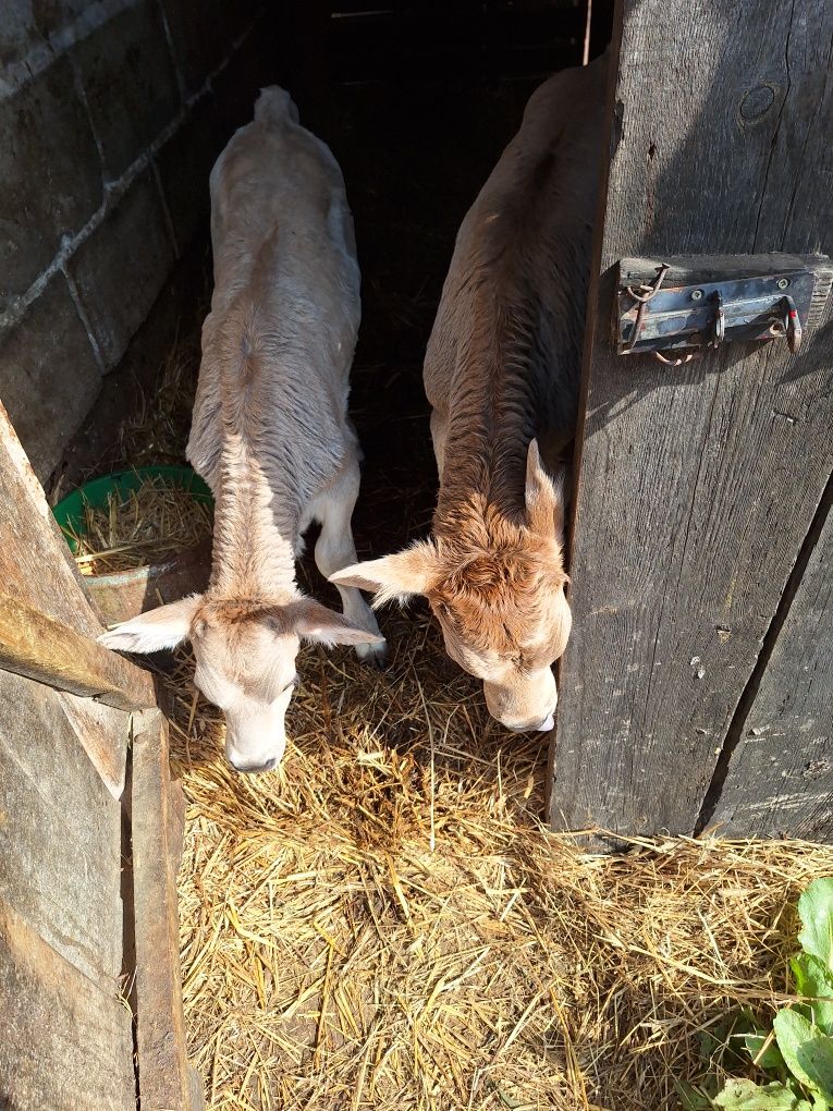 Brown swiss byczek jałówka