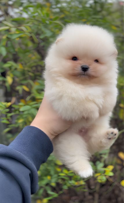 Міні хлопчик Померанського Шпіца