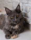 Maine Coon kotka niebieski szylkret dymna rodowód FPL
