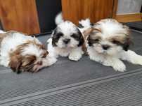 Shih tzu szczeniak