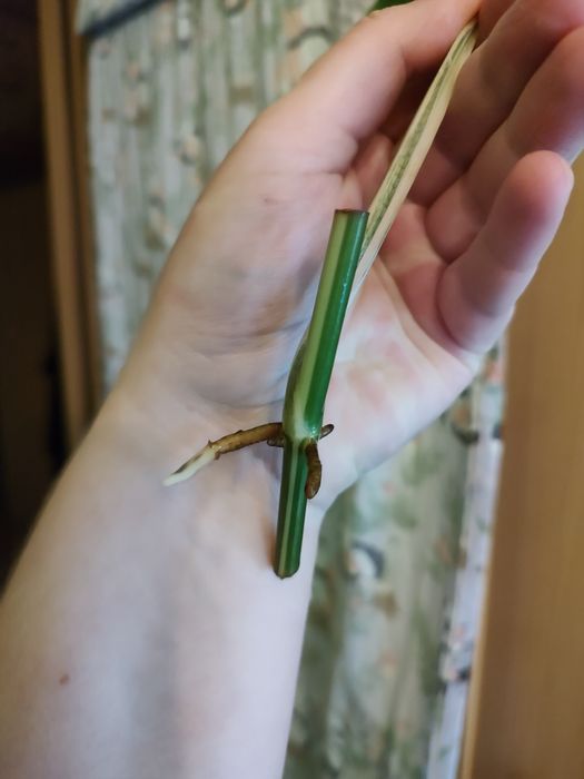 Zestaw roślin Syngonium Scindapsus Rhaphidophora Monstera r