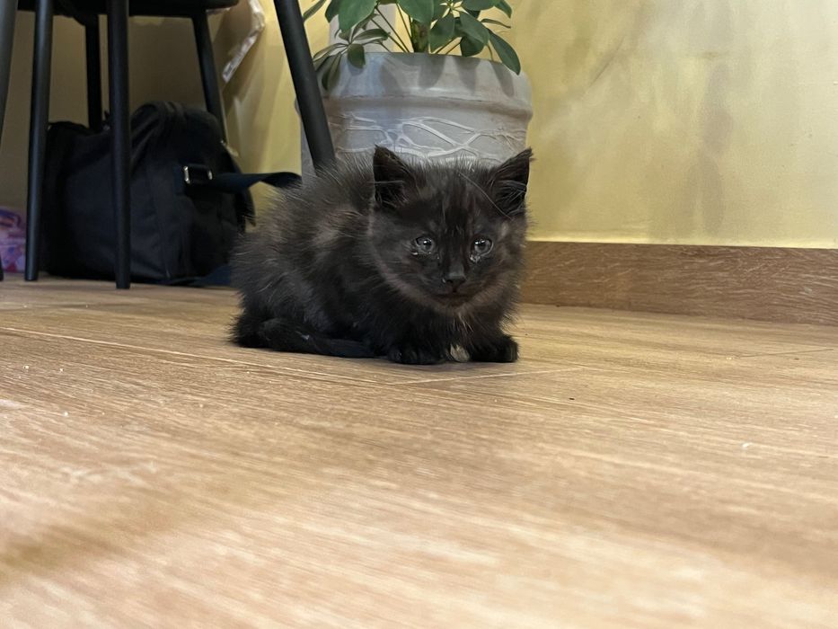 Котики, 2 місяці