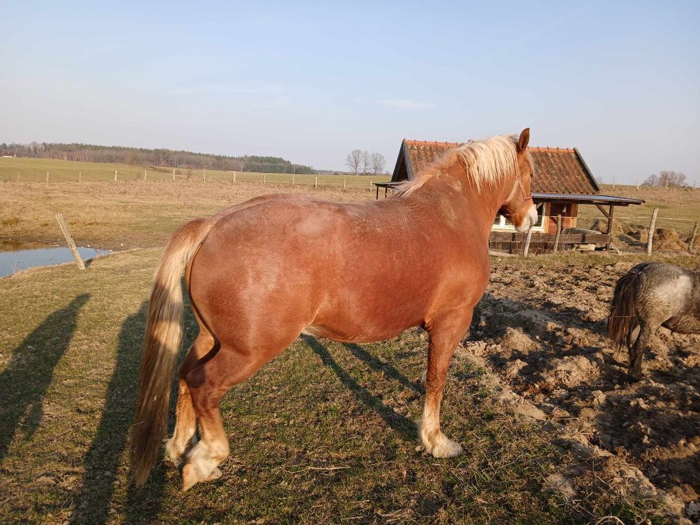 Klacz zimnokrwista