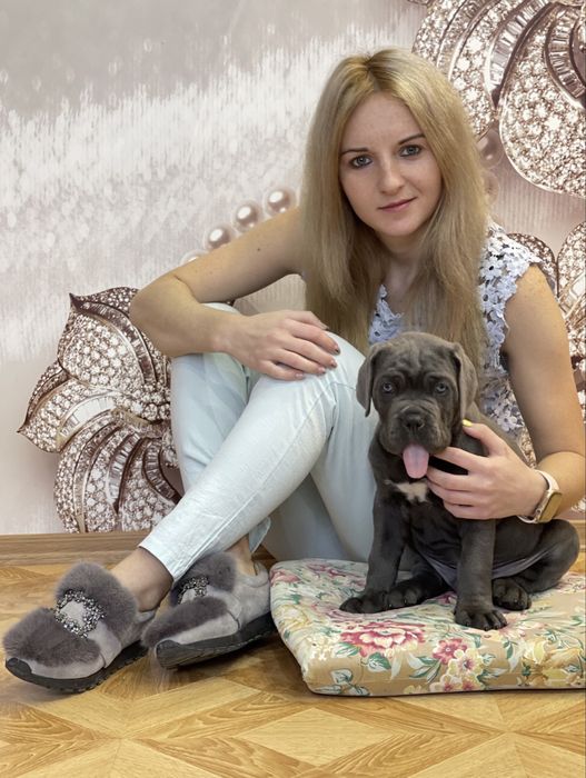 Щеночки Cane corso-Шоу класу сірого окрасу