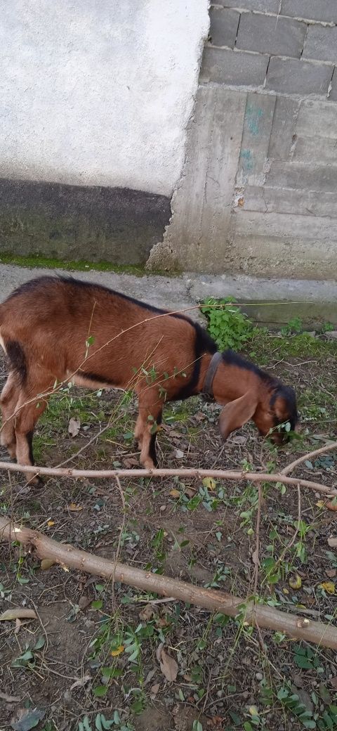 Цап для спарювання