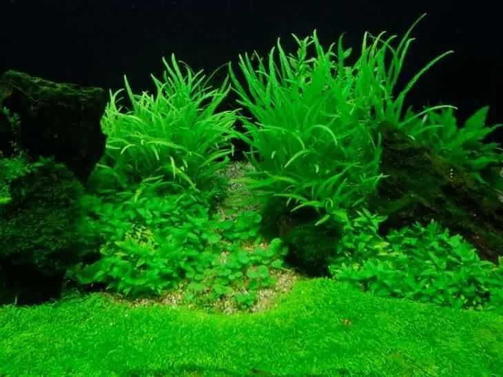 Гигрофила Кринклед. Аквариумные растения