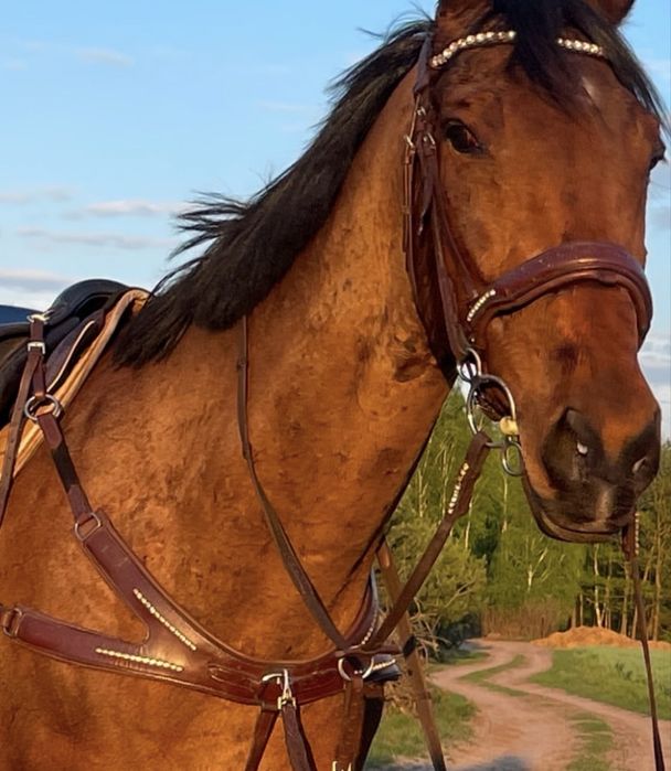 Napierśnik 5punktowy i ogłowie  niepowtarzalny zestaw