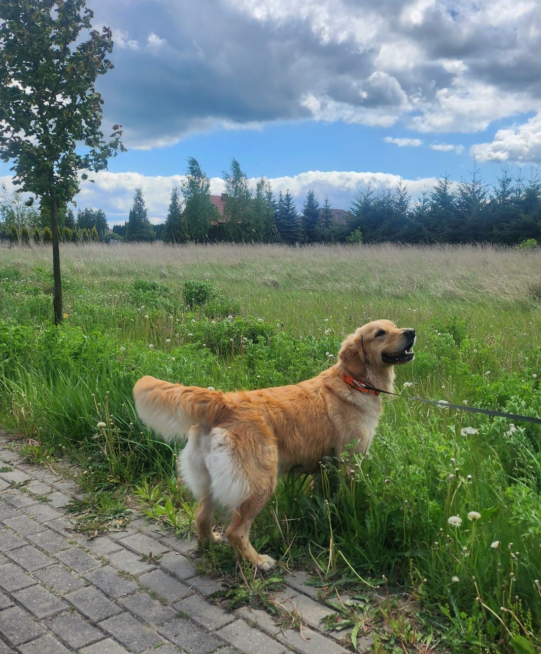 Golden retriever - zapowiedź miotu