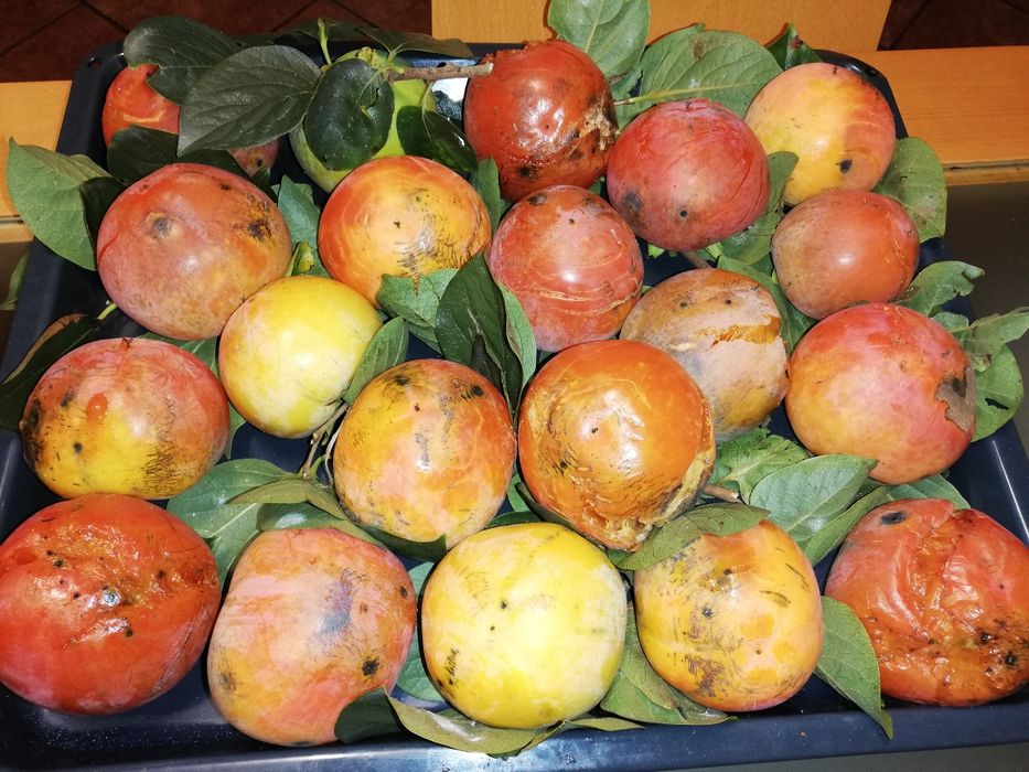 Diospiros biológicos