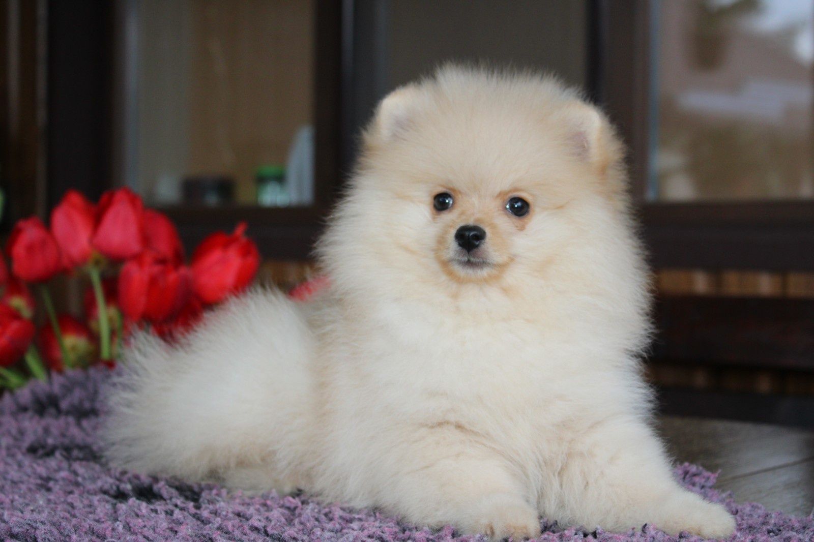 Pomeranian male Teddy! FCI/КСУ kennel Померанський шпіц хлопчик Тедді!