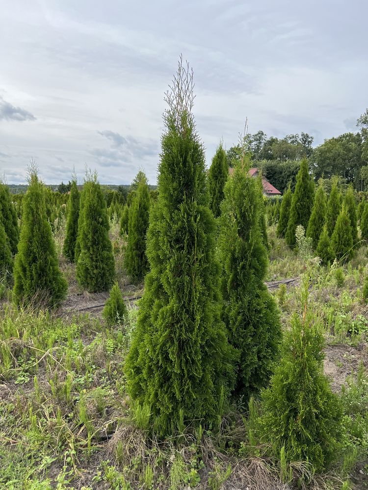 Thuja, tuja „szmaragd”