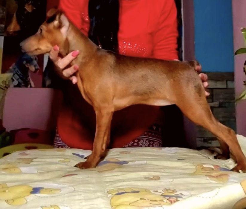 Цвергпинчеры девочка