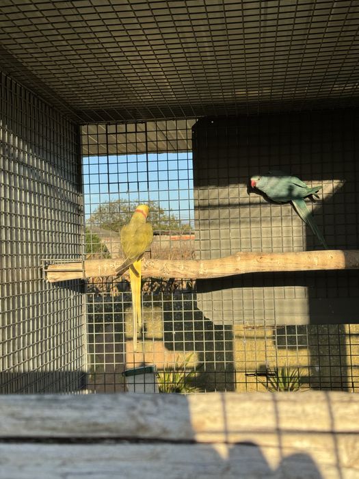 Varias aves cadais reprodutores e deste ano