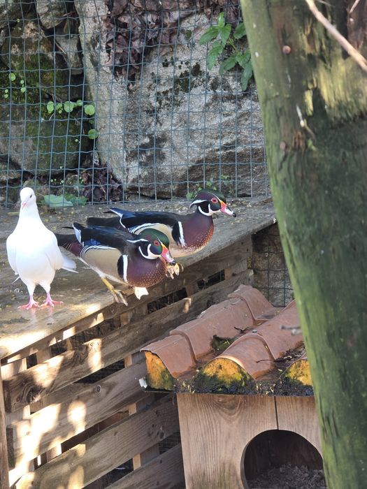 Machos pato carolino