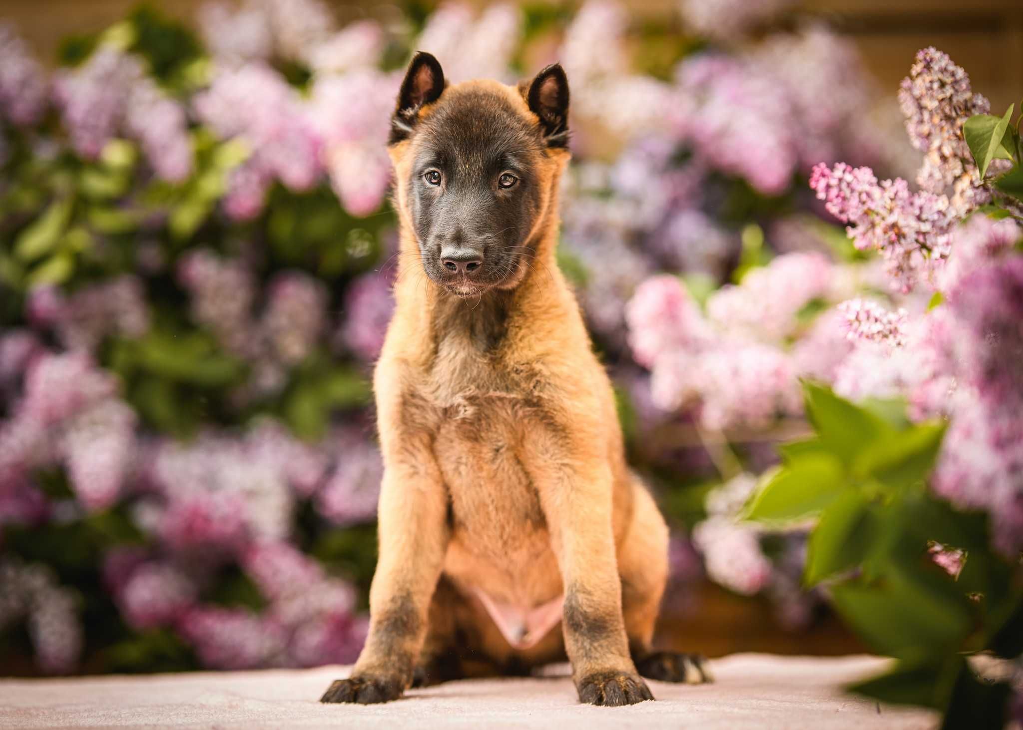 Owczarek Belgijski Malinois Pies FCI