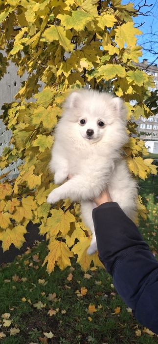 Блондинка, чудова шпiцуля, гарне малятко на долоню! Доставка, 4 мic.